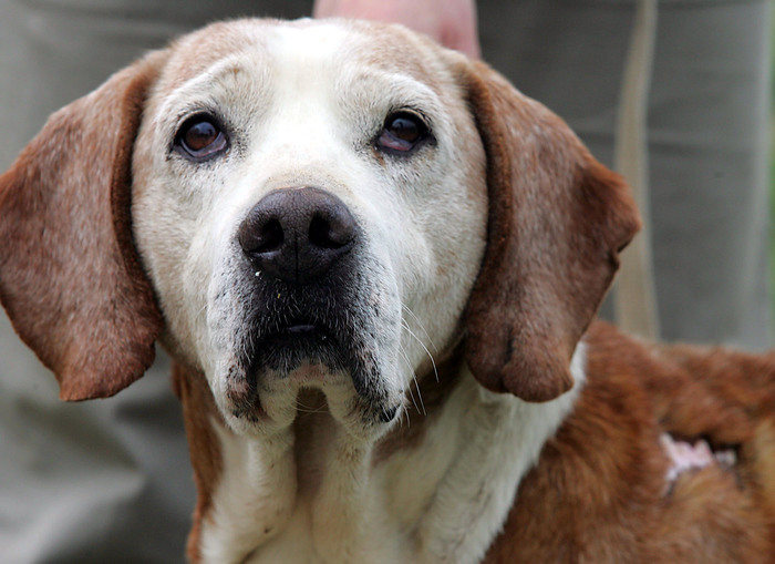 Massa: cane ucciso a fucilate senza motivo. La denuncia degli animalisti