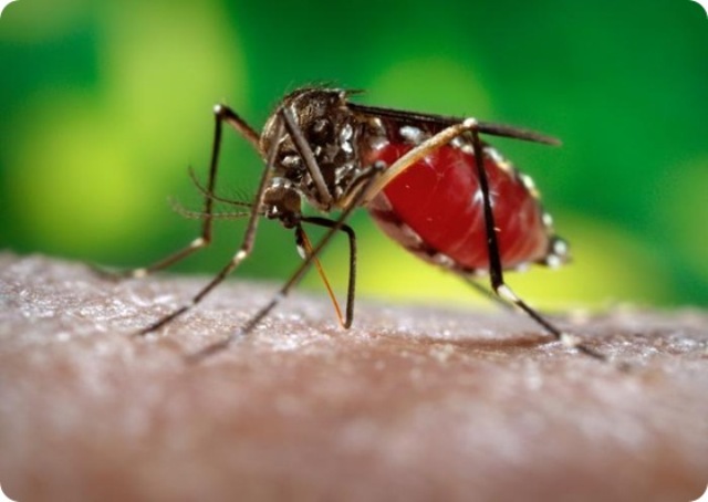 Dengue, tre casi a Sesto Fiorentino: il Comune ordina la disinfestazione