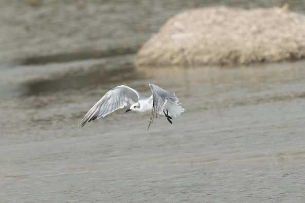 Castiglione della Pescaia: avvistato raro esemplare di gabbiano sghignazzante
