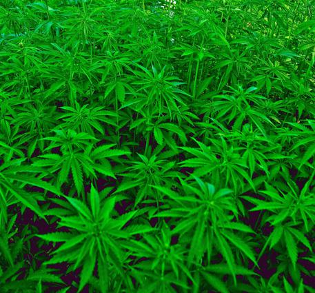 Cortona: arrestato per una piantagione di marijuana sotto casa