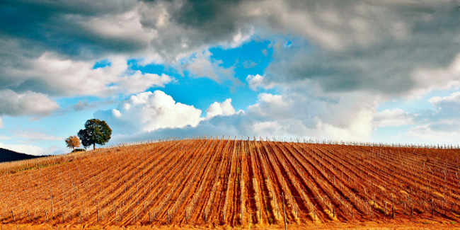 Formazione imprenditori agricoli, approvata graduatoria dei progetti finanziabili