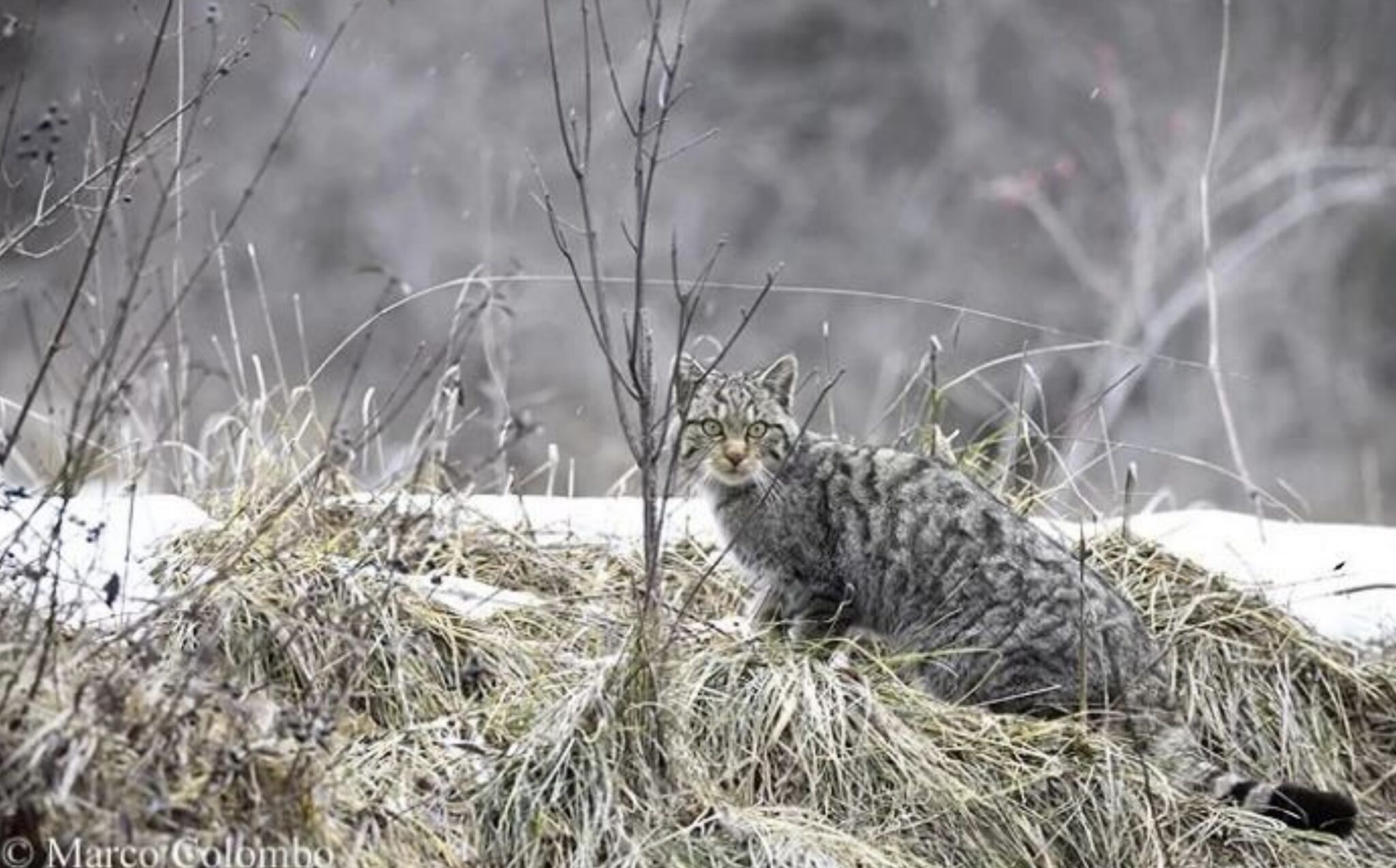 Gatto selvatico, puzzole e istrici a Firenze: animali rari scoperti nella città metropolitana