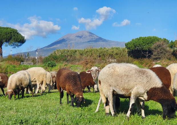 Benessere animale in Toscana: in arrivo bando 2025 per gli allevatori virtuosi
