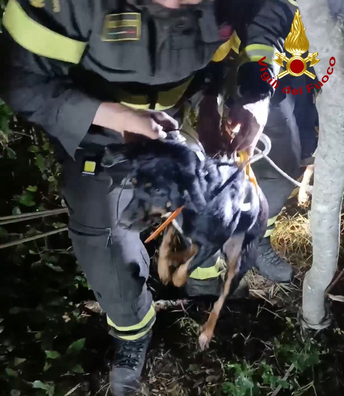Massa Marittima: cane cade in un dirupo, volo di 15 metri. Salvato dai vigili del fuoco (foto)