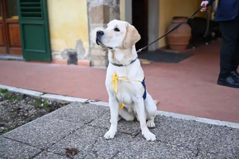 Diabete in Toscana: cinque cani fiutano crisi glicemiche nei bambini