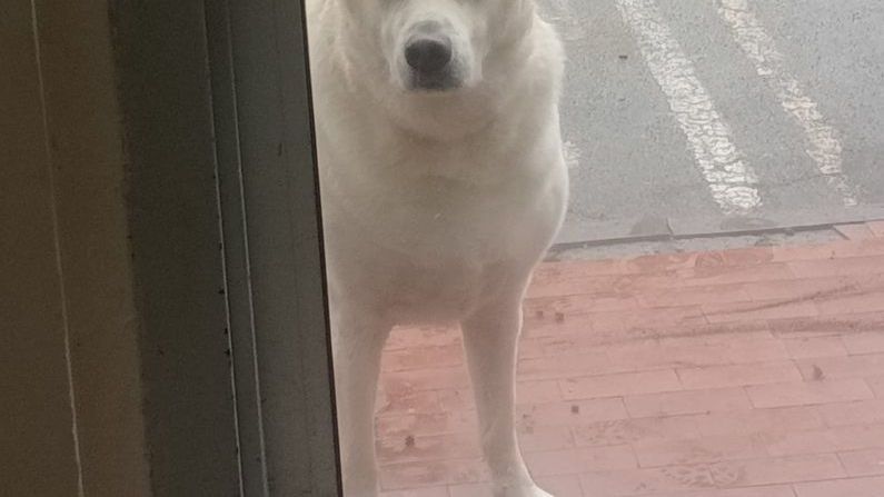 Firenze: il centro Slataper apre le porte agli animali dei senza tetto