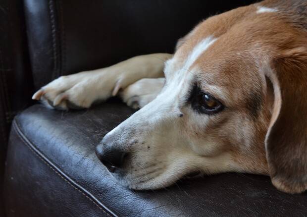 Arcidosso: fa uccidere il cane perchè non adatto alla caccia. Condannati proprietario e complice