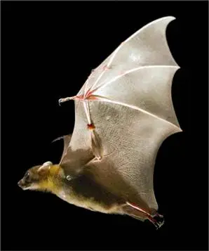 Coronavirus dei pipistrelli: scoperto da un team cinese. Può essere trasmesso all’uomo