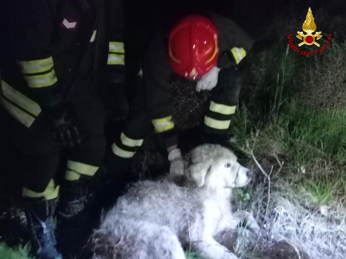 Grosseto: cane cade di un fossato. Soccorso dai vigili del fuoco