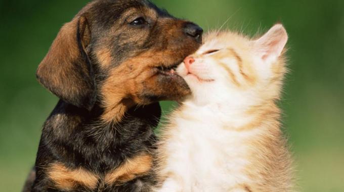 Cani e gatti negli ospedali e nelle Rsa della Toscana: potranno far visita ai padroni ricoverati