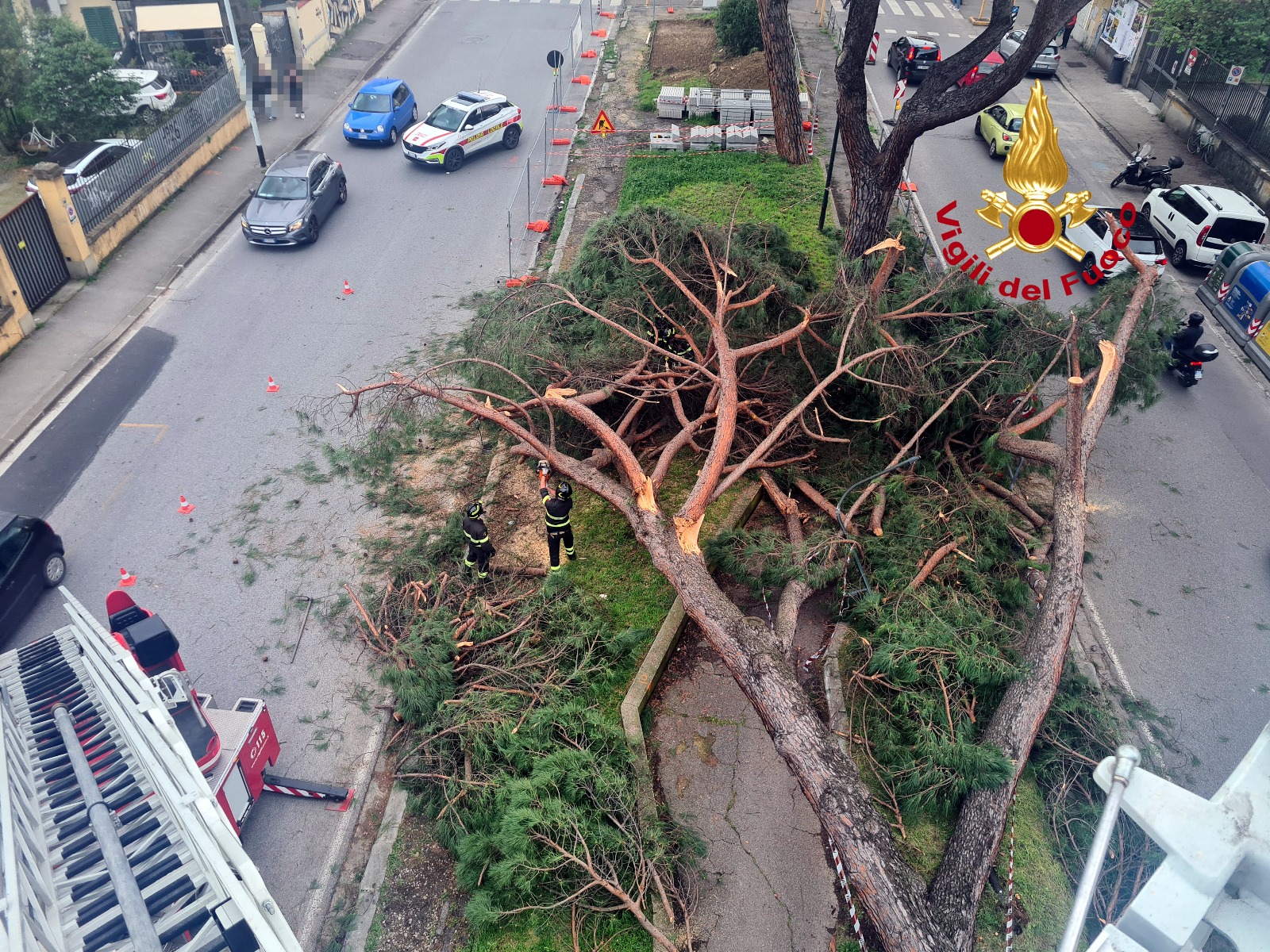 Firenze: cade pino di 18 metri nel viale de Amicis. Momenti di paura (foto)
