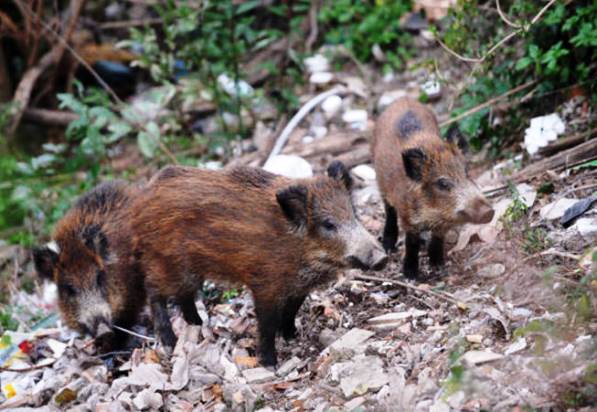 Incidenti con animali: via libera anche in Toscana ai dispositivi di dissuasione per evitarli