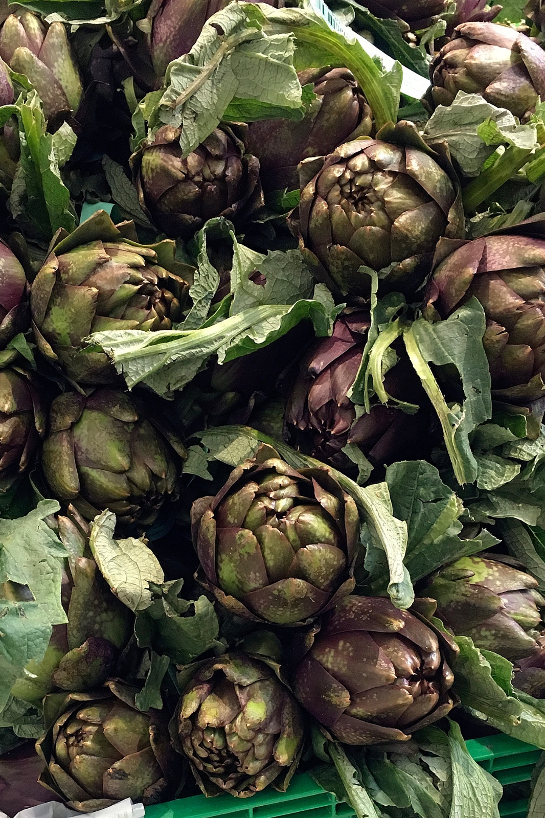 Carciofo empolese, convegno e degustazione alla Sagra del Pozzale
