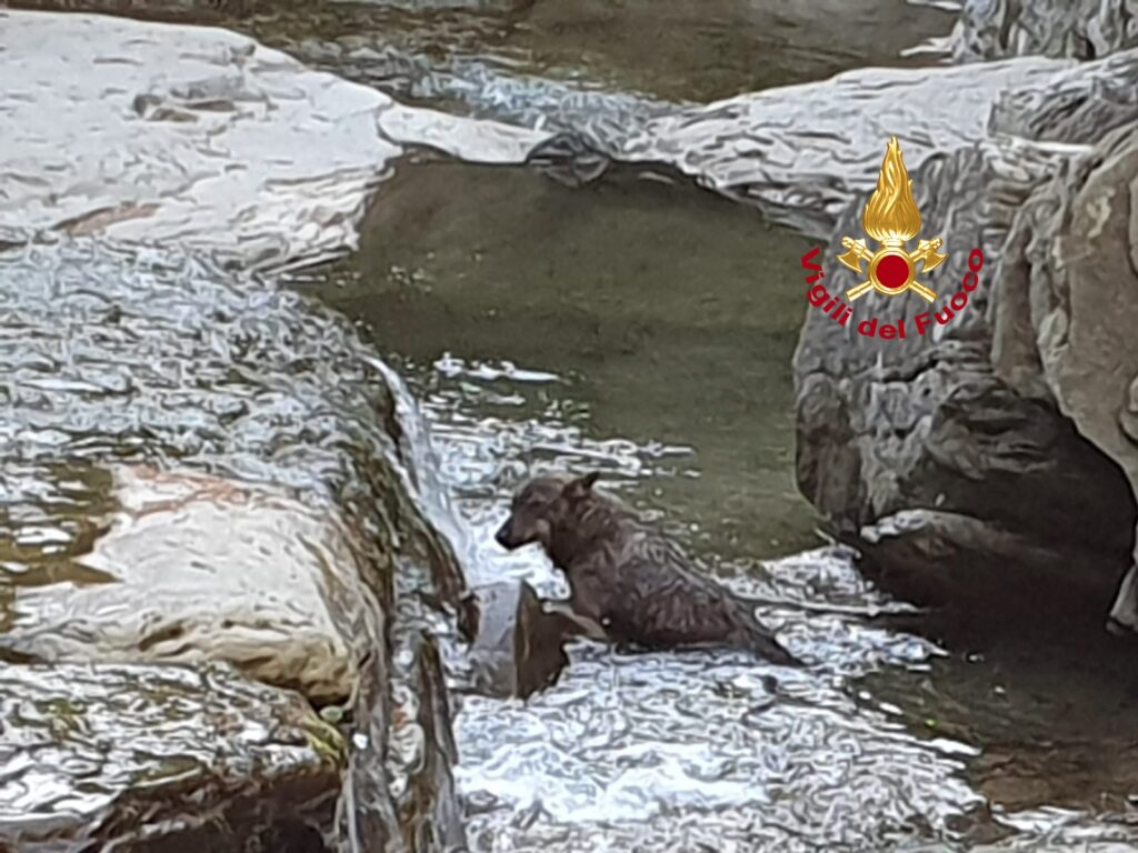 Palazzuolo sul Senio: lupo in difficoltà nel torrente Rovigo. Soccorso dai vigili del fuoco (foto)