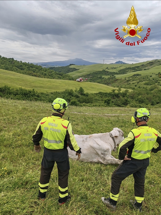 Siena: bovino intrappolato in un calanco, salvato dai vigili del fuoco (foto)