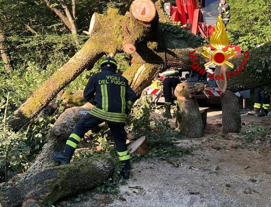 Lastra a Signa: albero cade in strada nella notte. Chiusa via dei Carcheri