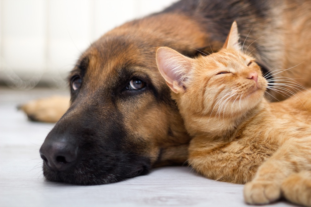 Maltrattamenti sugli animali: il Senato approva decreto legge. Chi uccide rischia fino a 4 anni di carcere