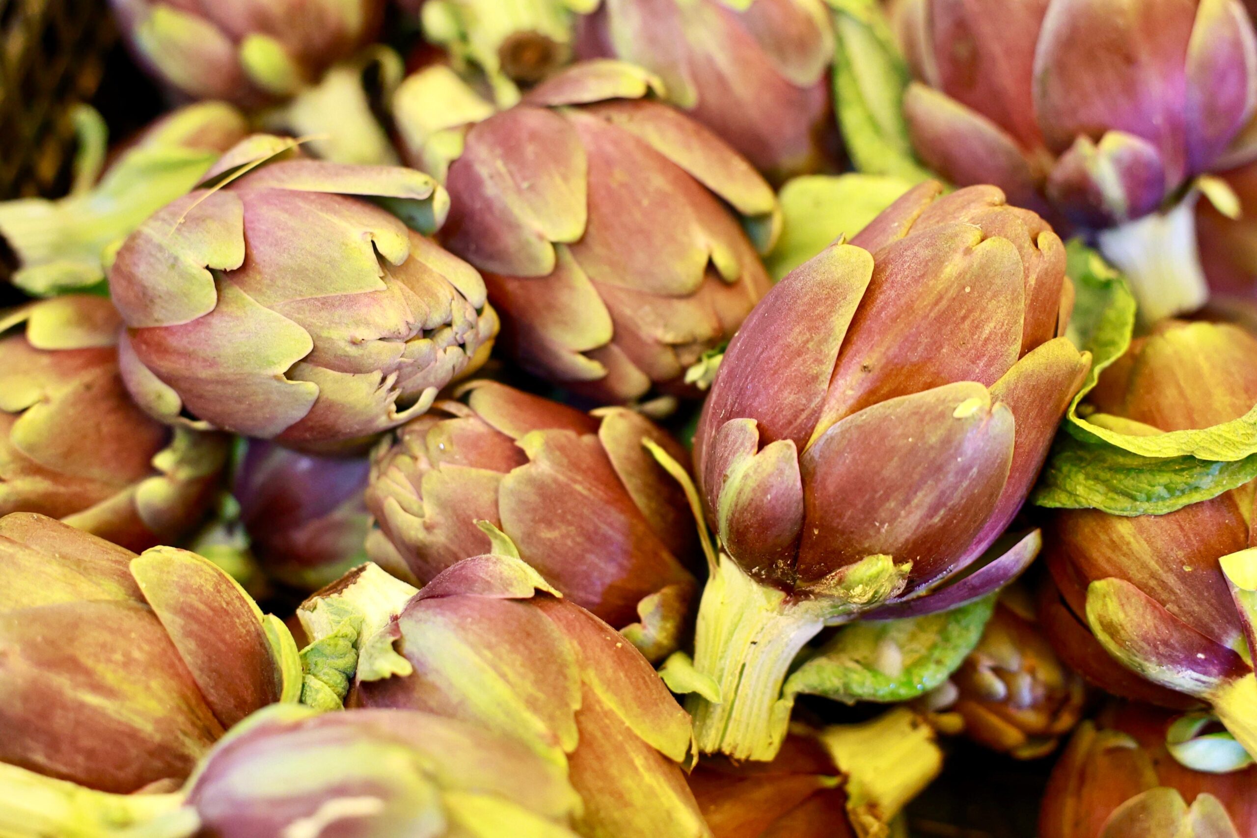 Carciofo empolese, per riconoscere l’unicità serve un consorzio di produttori: l’appello agli agricoltori di zona