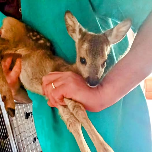 Aulla: capriolo trovato morto in un terreno privato. Salvato cucciolo