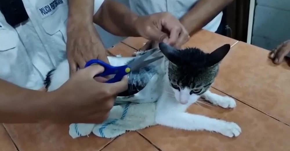 Costa Rica: gatto “corriere della droga” nel carcere di Pococì. Pacchetti di crack e marijuana legati al corpo