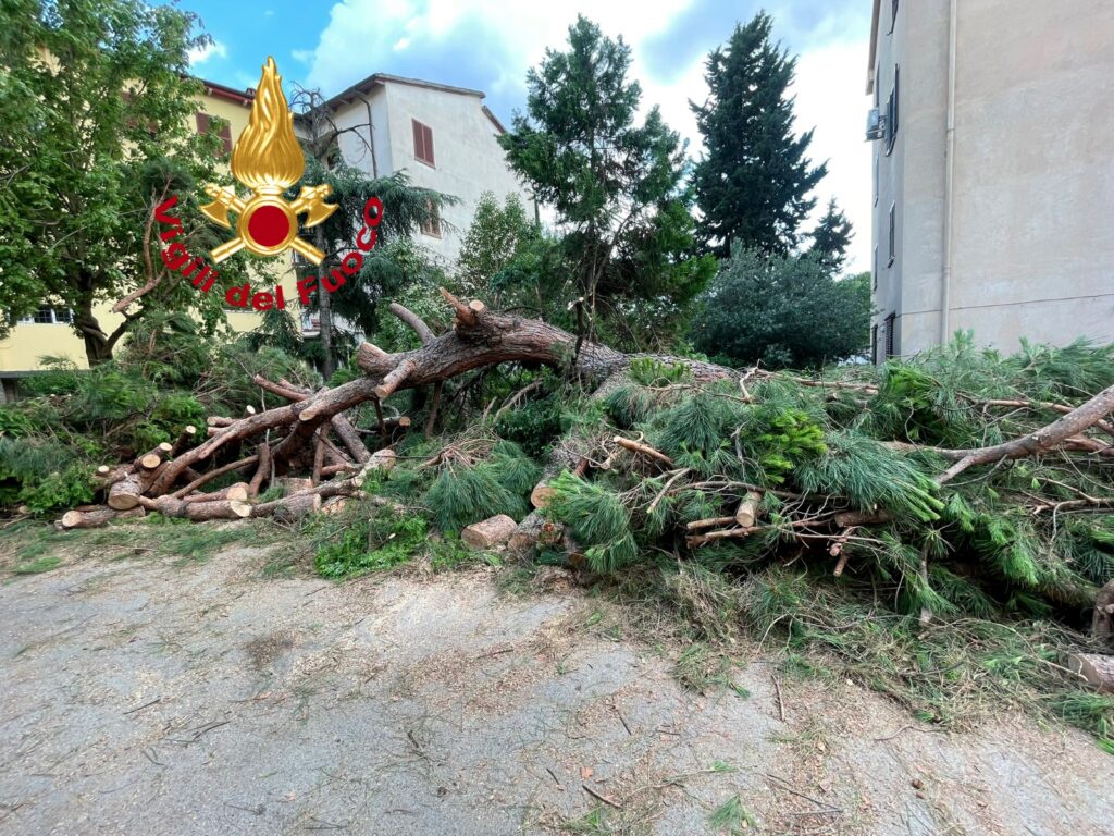 Firenze: grosso pino cade in via Pescetti. Danneggiata un’auto