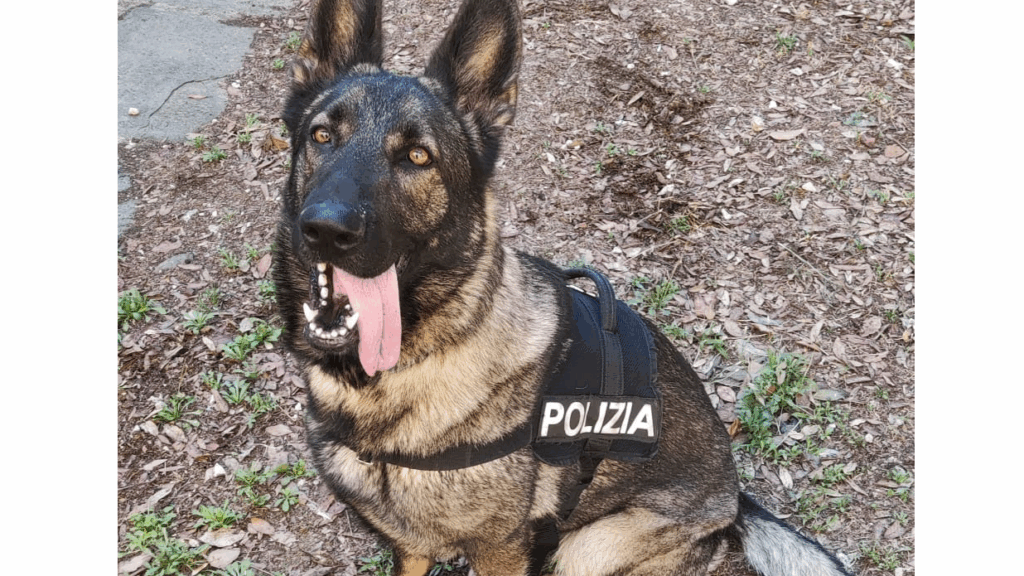 Firenze, controlli antidroga: arrestato 27enne per spaccio, sequestrati 200 grammi di hashish
