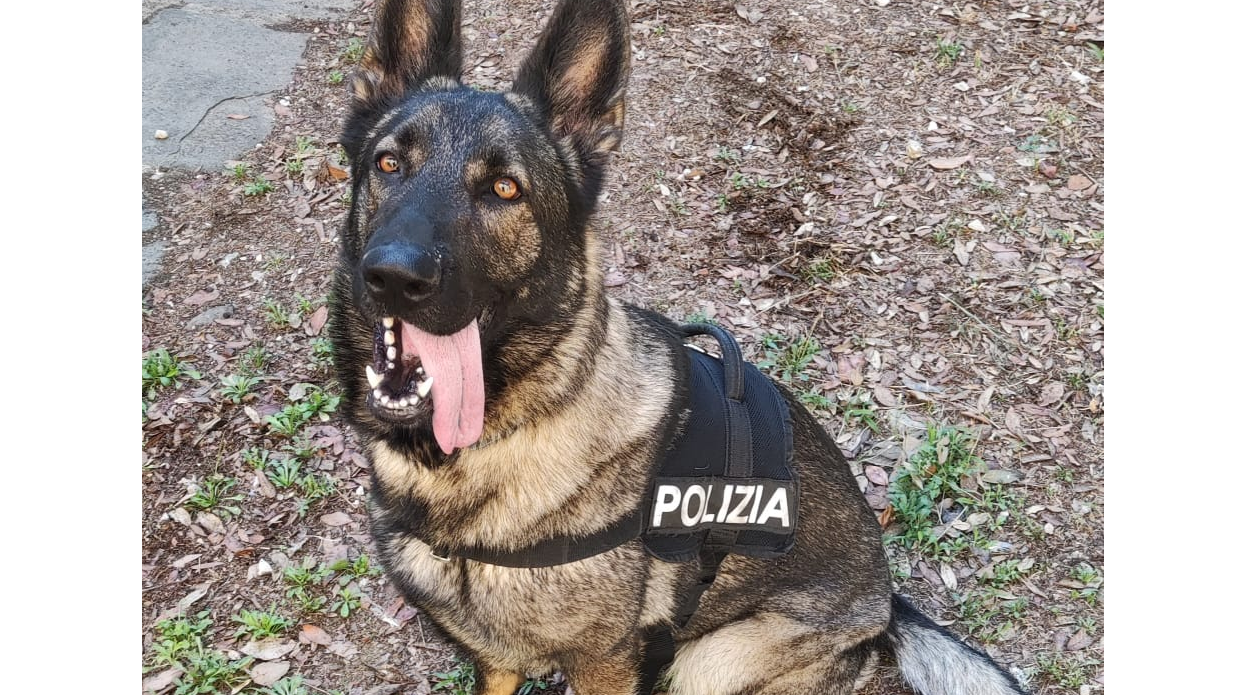 Firenze, controlli antidroga: arrestato 27enne per spaccio, sequestrati 200 grammi di hashish