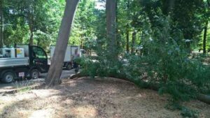 Firenze: allarme alle Cascine. Caduto un altro ramo, dopo il ferimento della ragazza. Lista Schmidt all’attacco