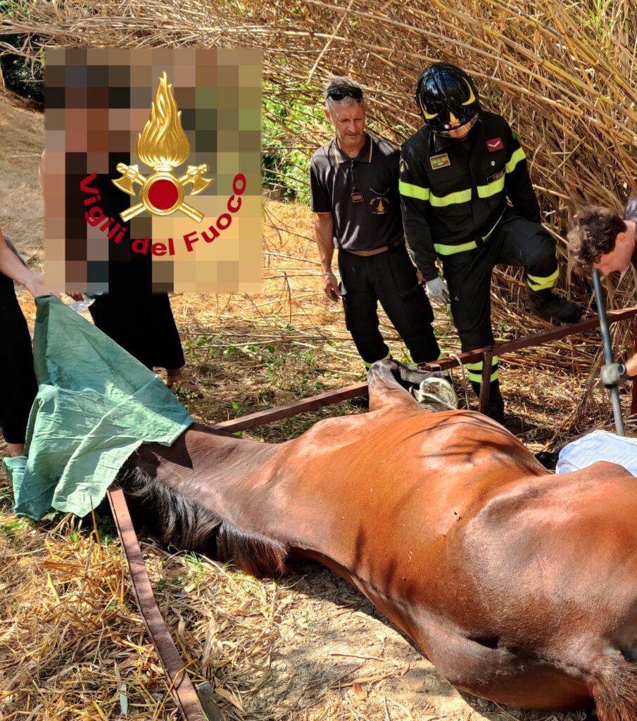 Firenze: cavallo intrappolato sotto struttura di ferro. Salvato dai vigili del fuoco