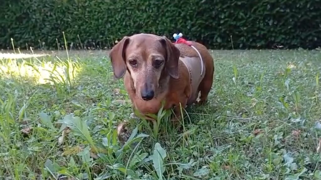 Figline Valdarno: cagnolina picchiata dal padrone ricoverata ad Arezzo. Ofelia reagisce bene alle cure (video)