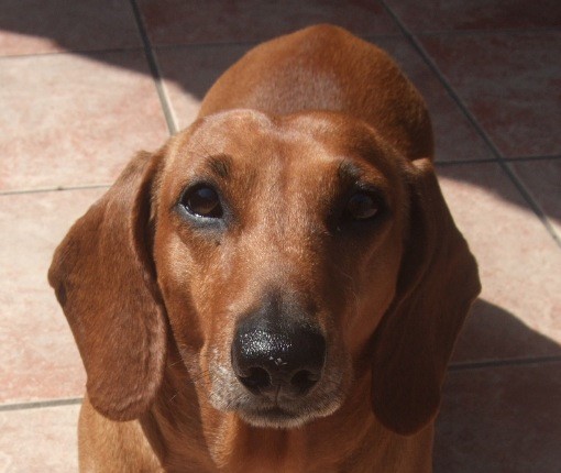 Figline Valdarno: prende a calci la sua cagnolina riducendola in fin di vita. 30enne denunciato, rischia il carcere