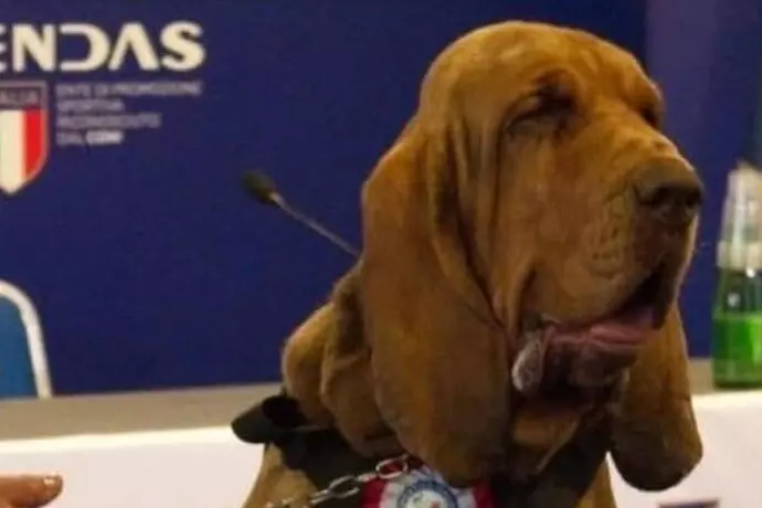 Animali: ucciso cane eroe Bruno, aveva salvato 9 persone. L’addestratore: “Sono morto con te”